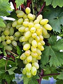 Centennial seedless