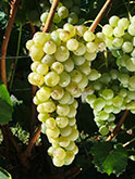 Chasselas Muscat