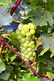 Muscat de Saumur